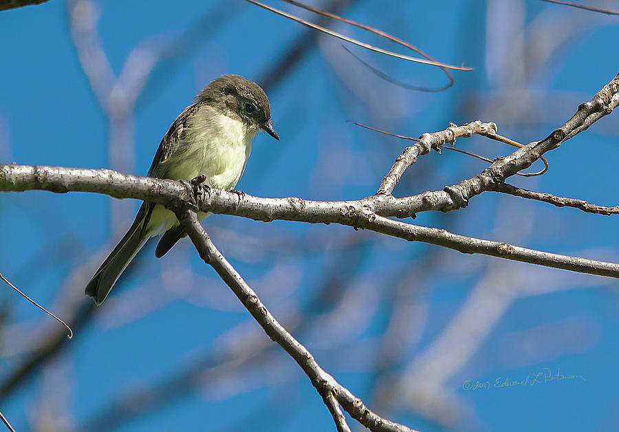 Eastern Phoebe Photograph by Ed Peterson