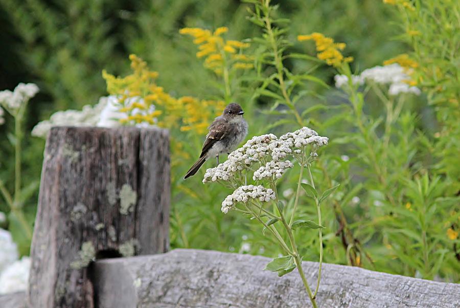 Eastern Phoebe fledgling Photograph by Linda Crockett - Fine Art America