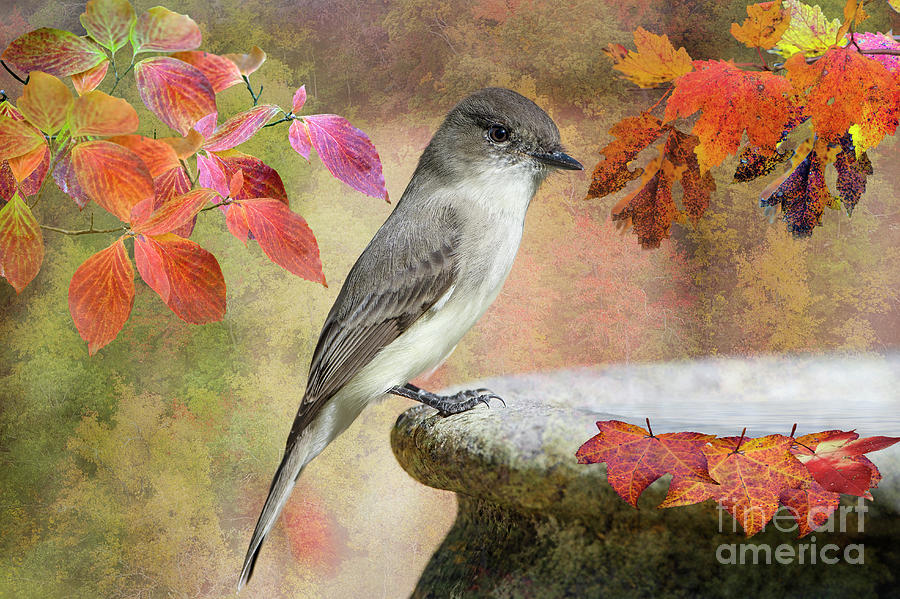 Eastern Phoebe In Autumn Photograph by Bonnie Barry