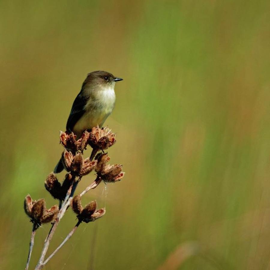 Eastern Phoebe In The Marsh Photograph by Marvin Reinhart