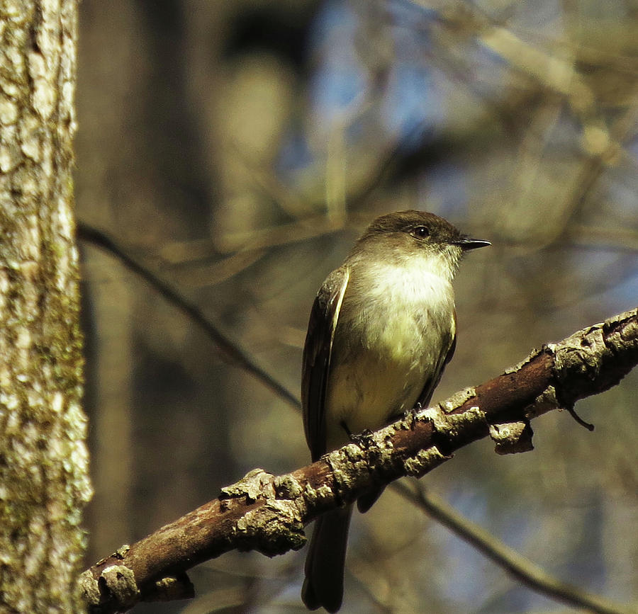 Eastern Phoebe Photograph by Katherine White