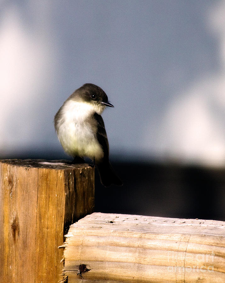 Eastern Phoebe Photograph by Lana Trussell