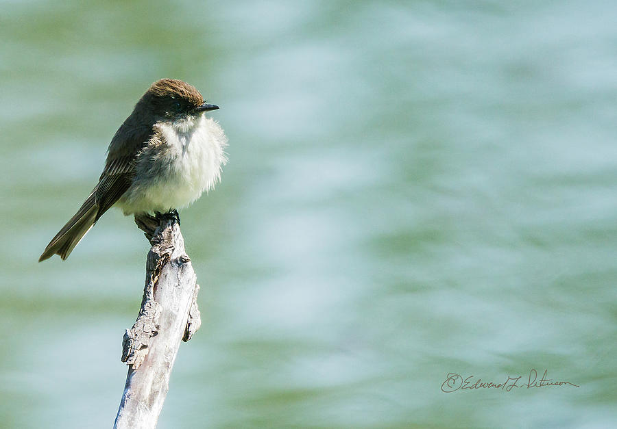 Eastern Phoebe On A Perch Photograph by Ed Peterson