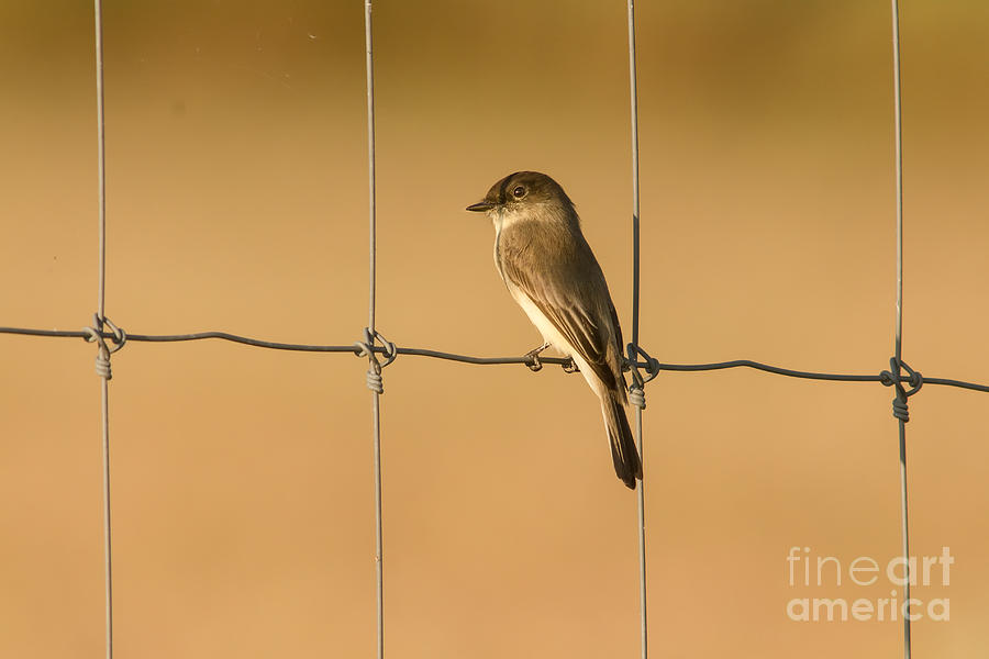 Eastern Phoebe On Phence Photograph by Robert Frederick