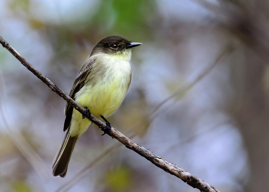 Eastern Phoebe - Sayornis phoebe Photograph by Jeff Jarrett