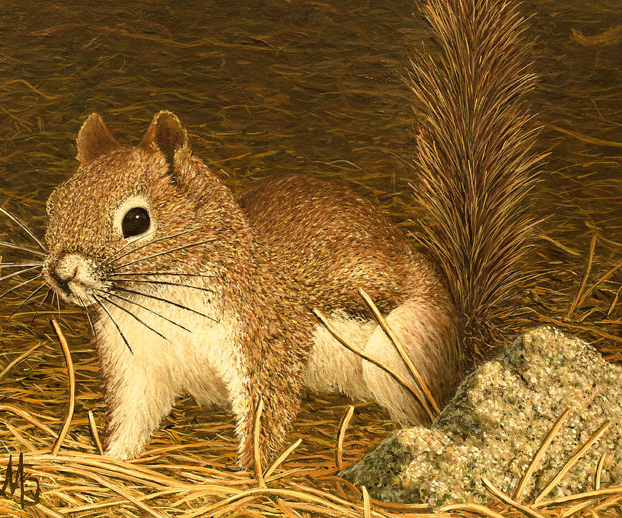 Eastern Pine Squirrel Painting by Marc Dmytryshyn
