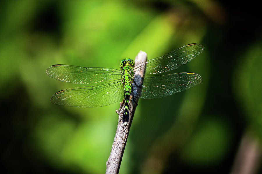 Eastern Pondhawk Photograph By Anthony Evans - Fine Art America