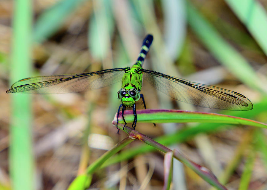 Eastern Pondhawk Dragonfly Erythemis Simplicicollis Photograph