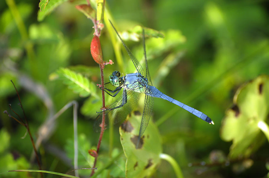 Eastern Pondhawk Dragonfly Photograph by Kenneth Albin
