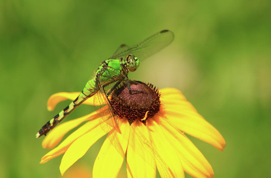 Eastern Pondhawk Dragonfly On Black Eyed Susan Photograph By John Burk 