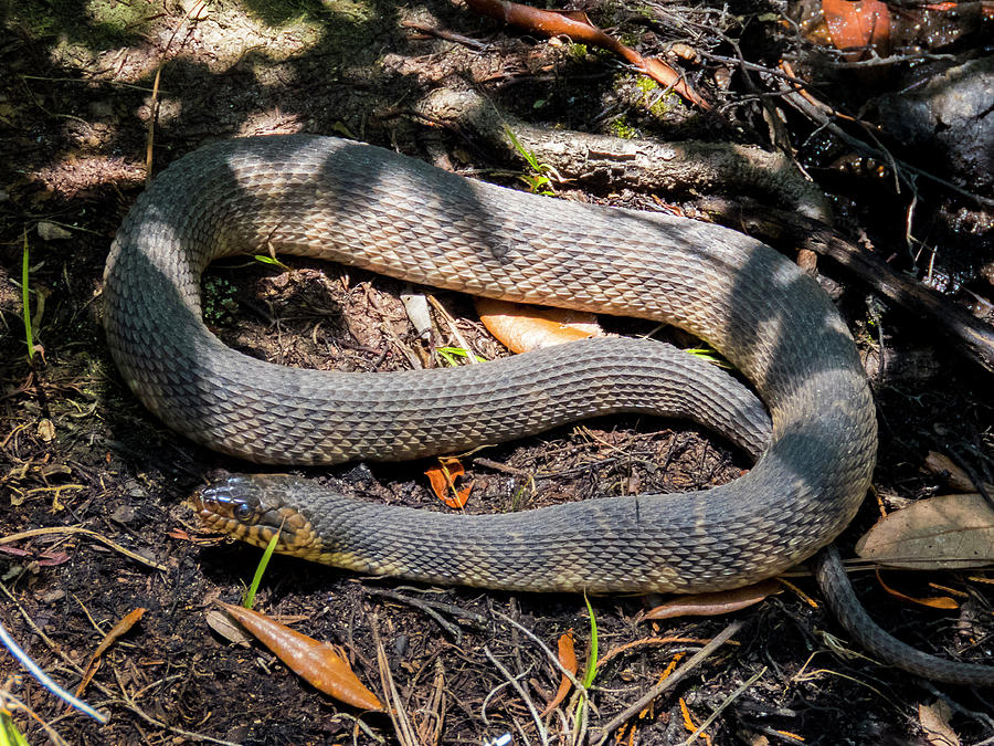 Eastern Rat Snake 1 Photograph by J M Farris Photography