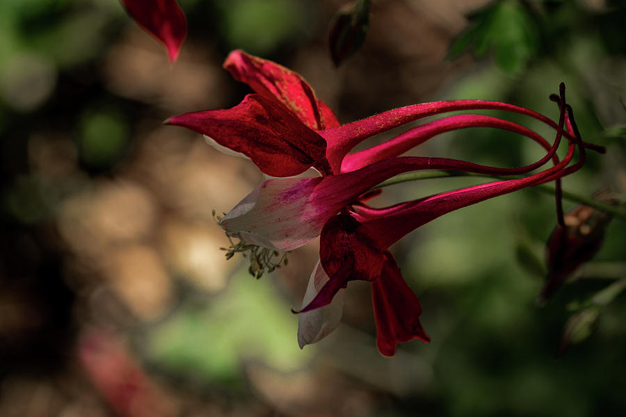 Eastern Red Columbine Photograph by Jay Stockhaus
