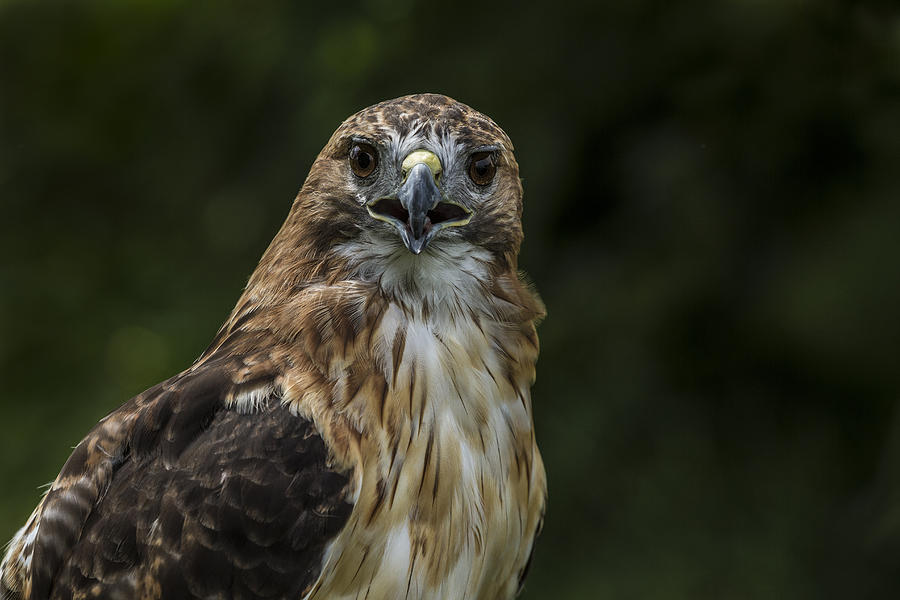 Hawk Photograph - Eastern Red-Tailed Hawk by Lindley Johnson