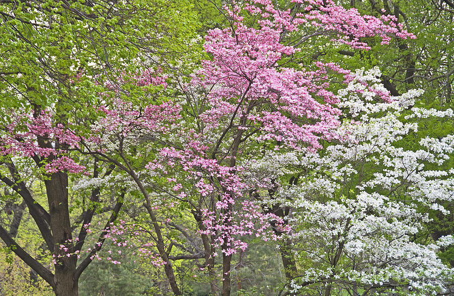 Eastern Redbud And Flowering Dogwood Photograph by Nancy Hoyt Belcher