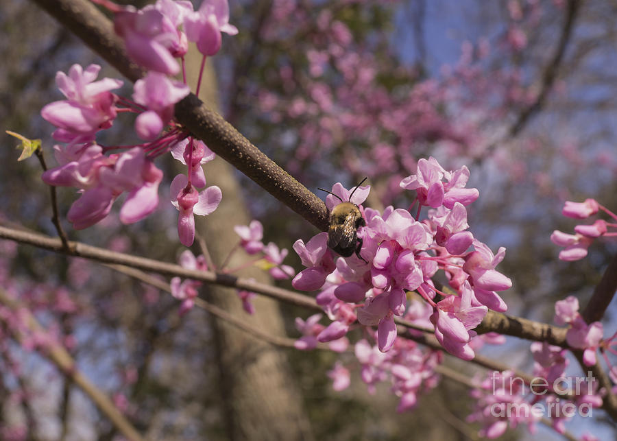 Eastern Redbud Blossoms with Bee in Springtime Photograph by MM Anderson