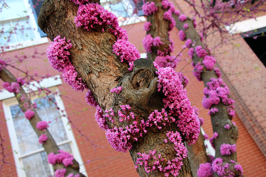 Eastern Redbud Tree -- Blooming Tree Trunks Photograph by Cora Wandel