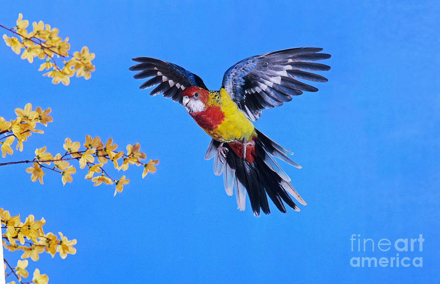 Eastern Rosella Platycercus Eximius Photograph by Gerard Lacz