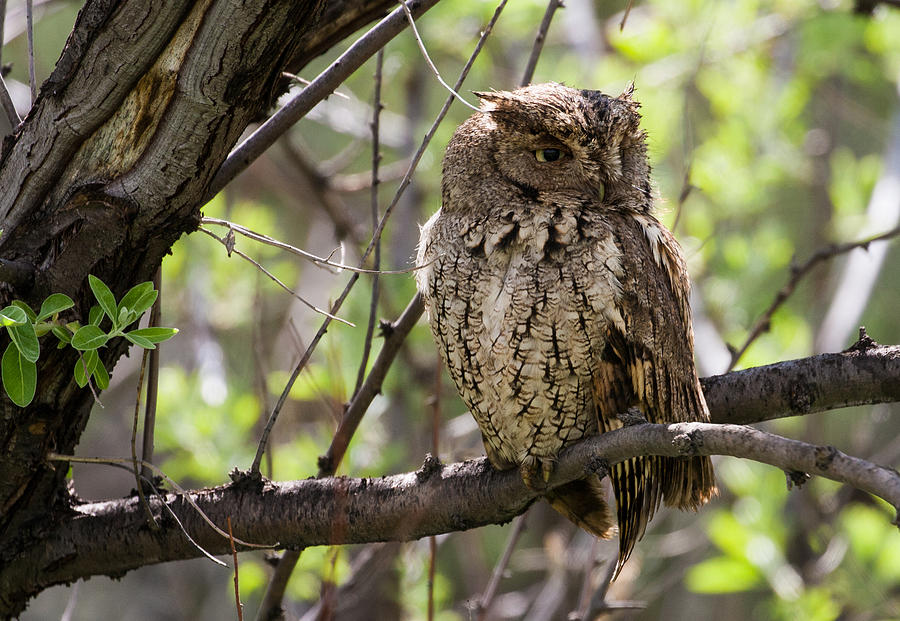 Eastern Screech Owl #1 Photograph by Mindy Musick King