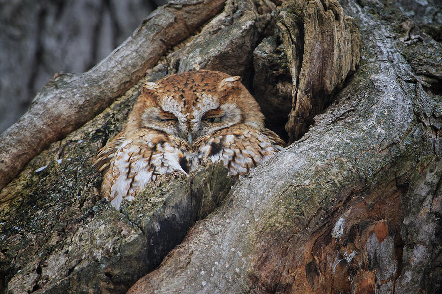 Eastern Screech Owl 2 Photograph by Gary Hall