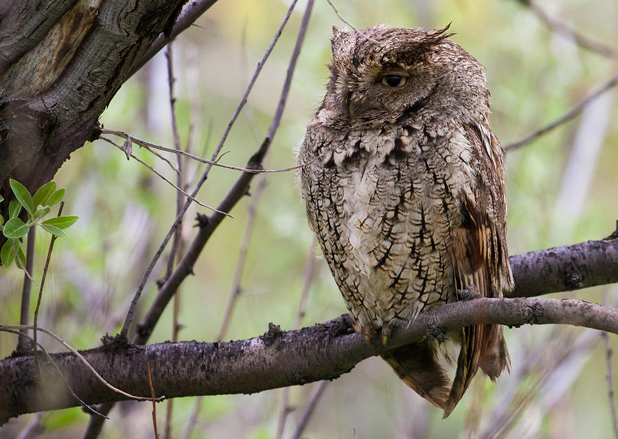 Eastern Screech Owl #2 Photograph by Mindy Musick King