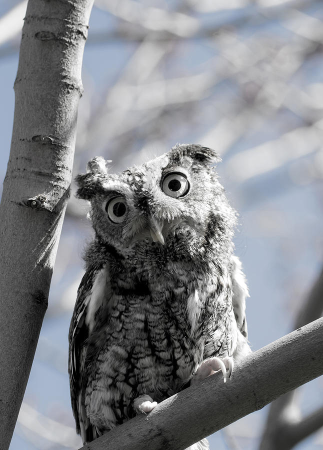 Eastern Screech Owl 2 Photograph by Tracy Winter