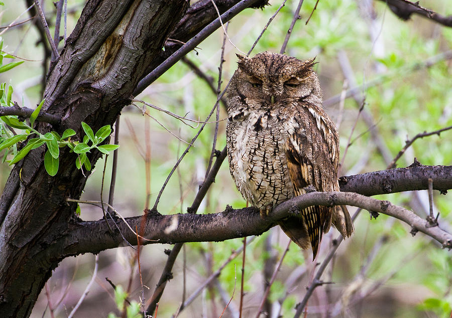 Eastern Screech Owl #3 Photograph by Mindy Musick King