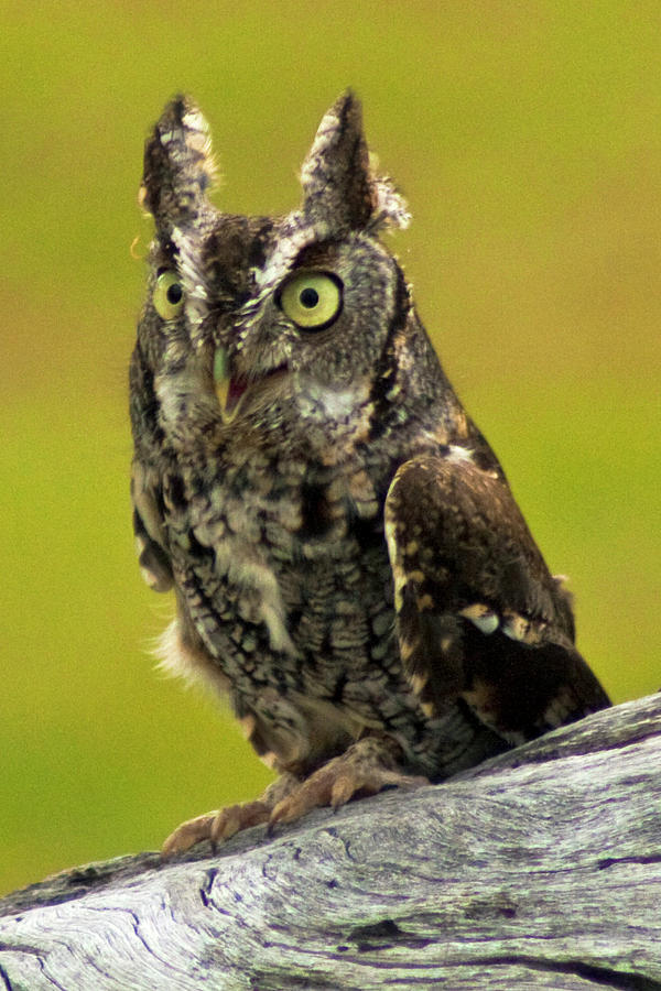 Eastern Screech Owl Photograph by Bill Barber