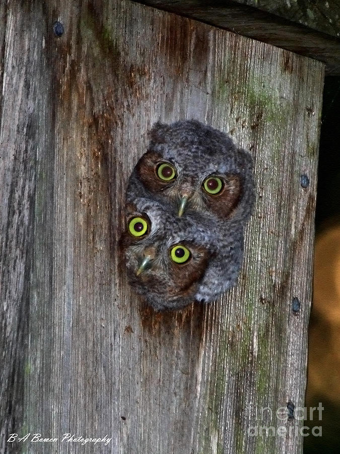 Eastern Screech Owl Chicks Photograph by Barbara Bowen