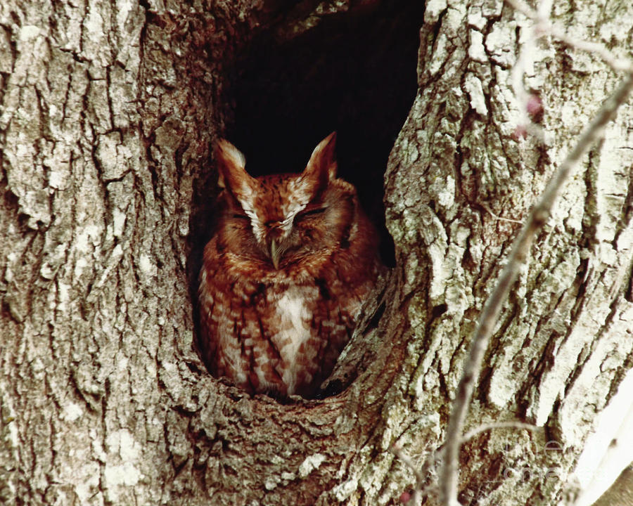 Eastern Screech Owl Photograph by D Hackett