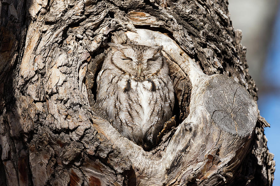 Eastern Screech Owl Enjoys the Morning Warmth Photograph by Tony Hake