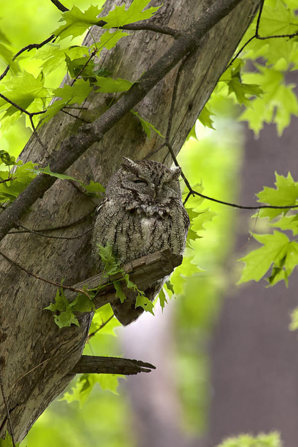 Eastern Screech Owl Photograph by Eunice Gibb