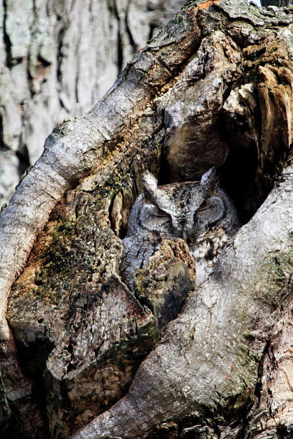 Eastern Screech Owl Gray Morph 2 Photograph by Gary Hall