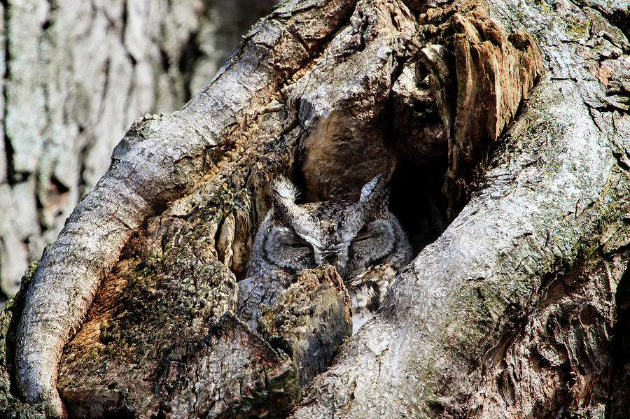 Eastern Screech Owl Gray Morph Photograph by Gary Hall
