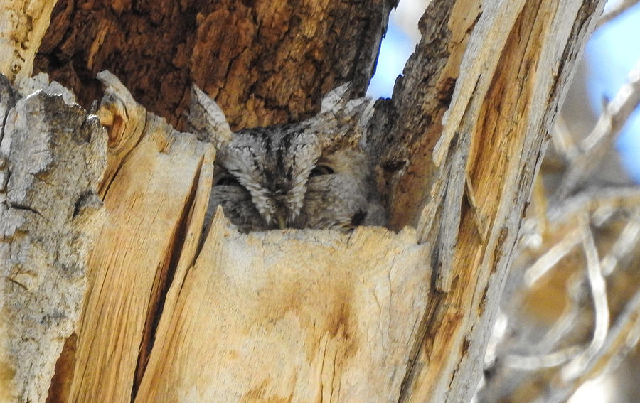 Eastern Screech Owl in a Tree Hollow Photograph by Mindy Musick King