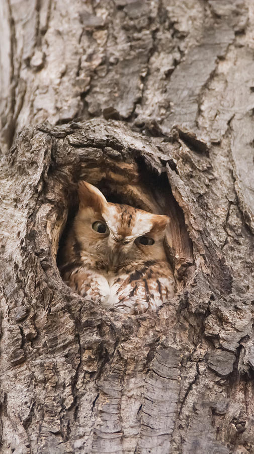 Eastern Screech-Owl in a Tree Photograph by Tracy Winter