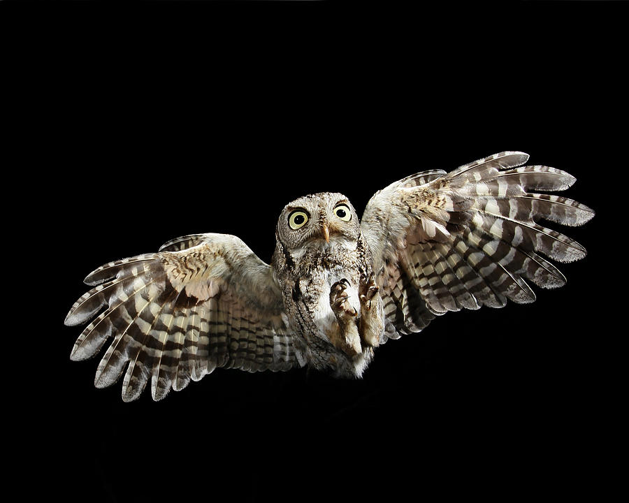 eastern screech owl flying