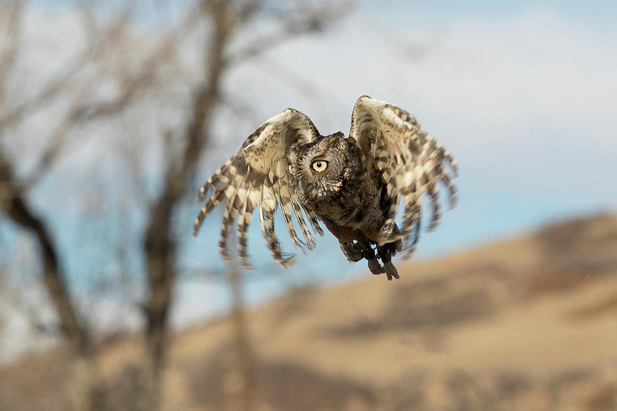 eastern screech owl flying
