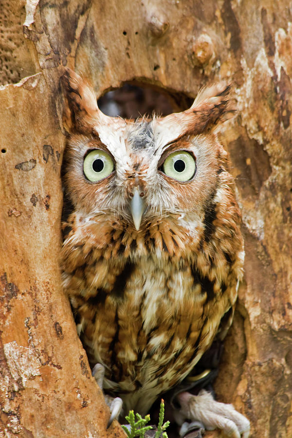 Eastern Screech Owl Photograph by Jill Lang