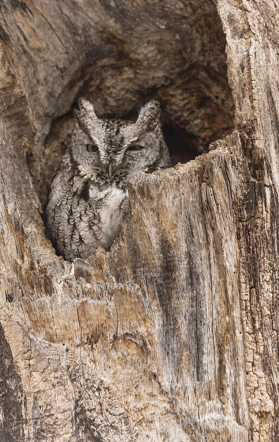 Eastern Screech Owl Photograph by Josef Pittner