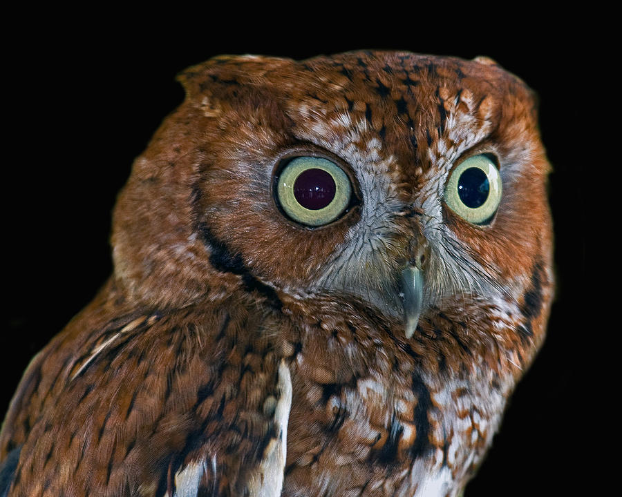 Eastern Screech Owl Photograph by Larry Linton
