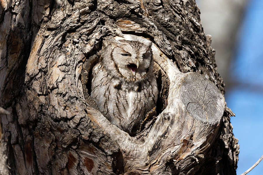 Eastern Screech Owl Makes Some Noise Photograph by Tony Hake