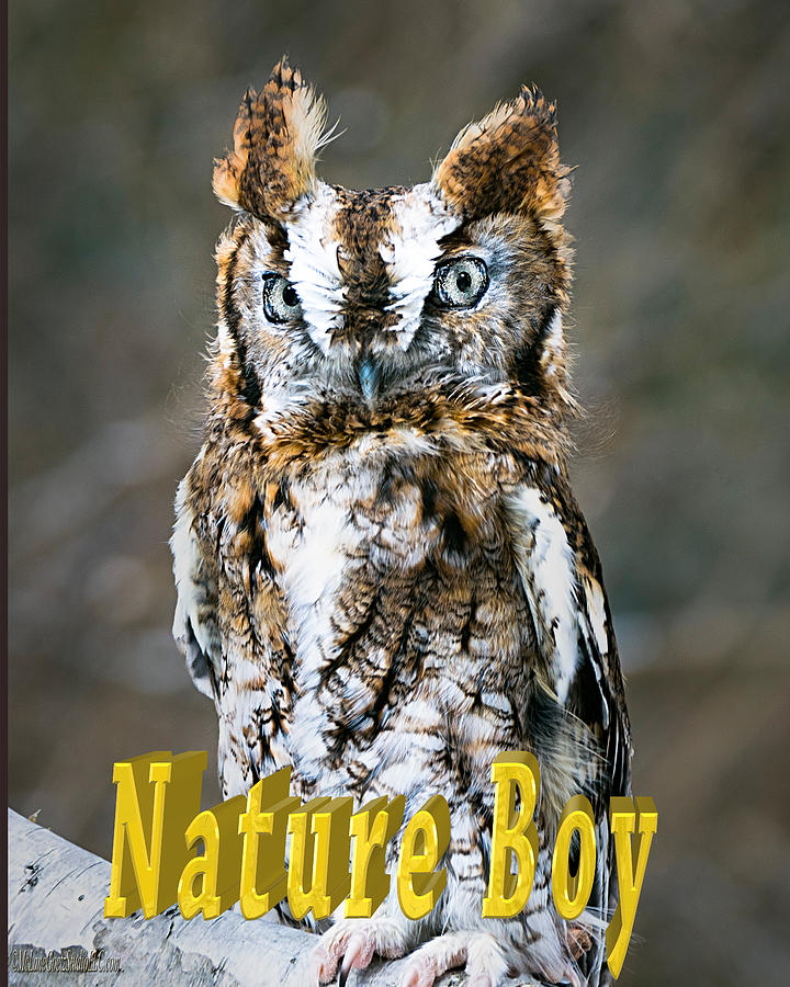 Eastern Screech Owl Nature Boy Photograph by LeeAnn McLaneGoetz McLaneGoetzStudioLLCcom