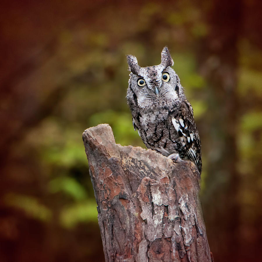Owl Photograph - Eastern Screech Owl No. 2 by Phyllis Taylor