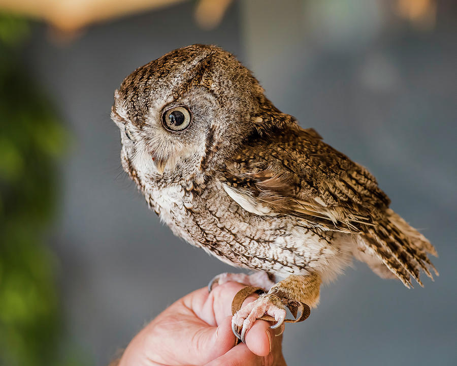 Owl Photograph - Eastern Screech-Owl Perched On A Falconers Hand by Morris Finkelstein