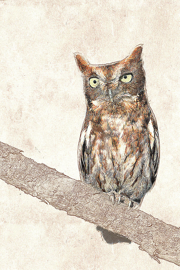 Eastern Screech Owl Photographic Drawing Photograph by Dawn Currie