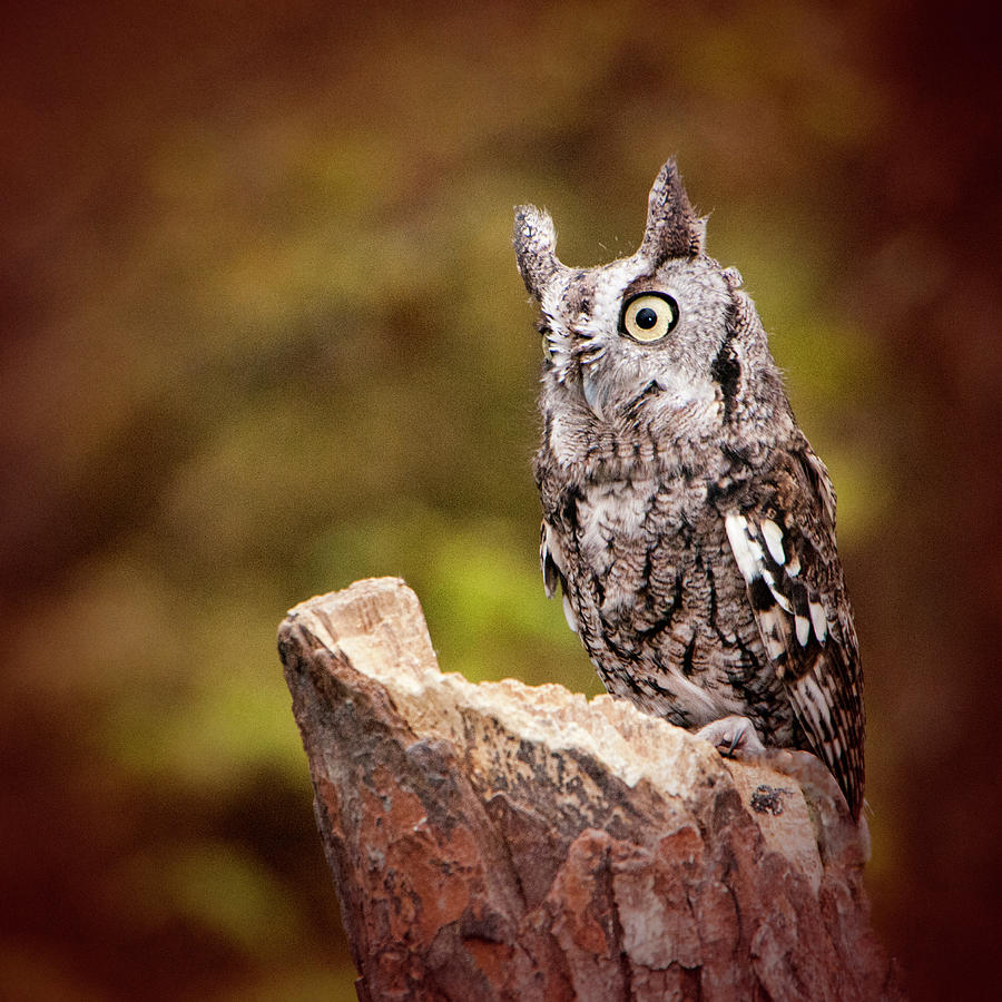 Owl Photograph - Eastern Screech Owl by Phyllis Taylor