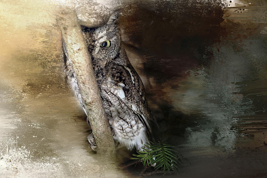 Eastern Screech Owl Plays Peek A Boo Photograph