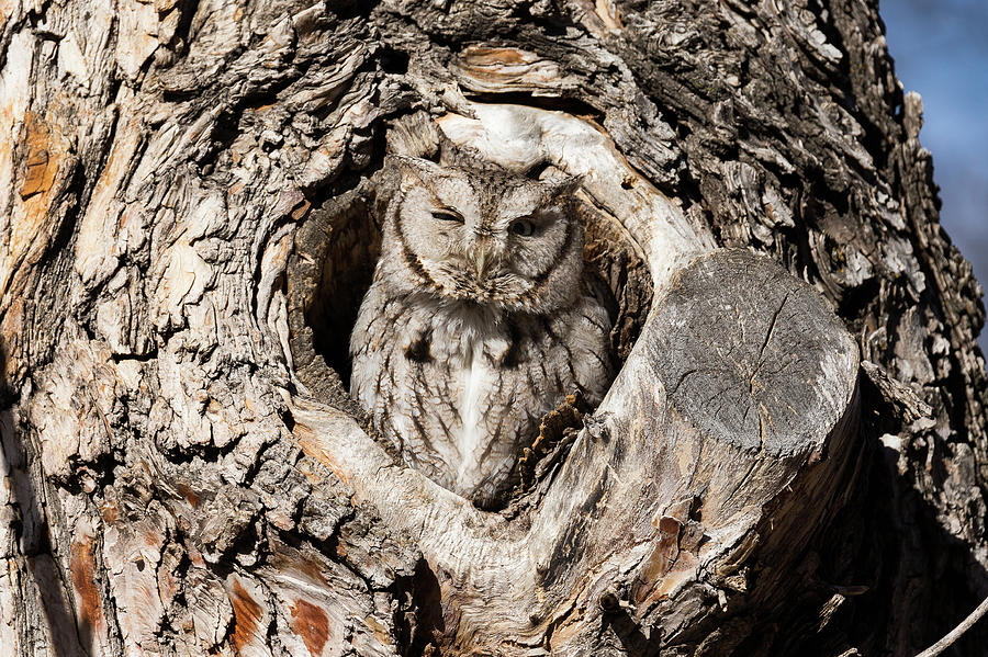 Eastern Screech Owl Pops Tall Photograph by Tony Hake