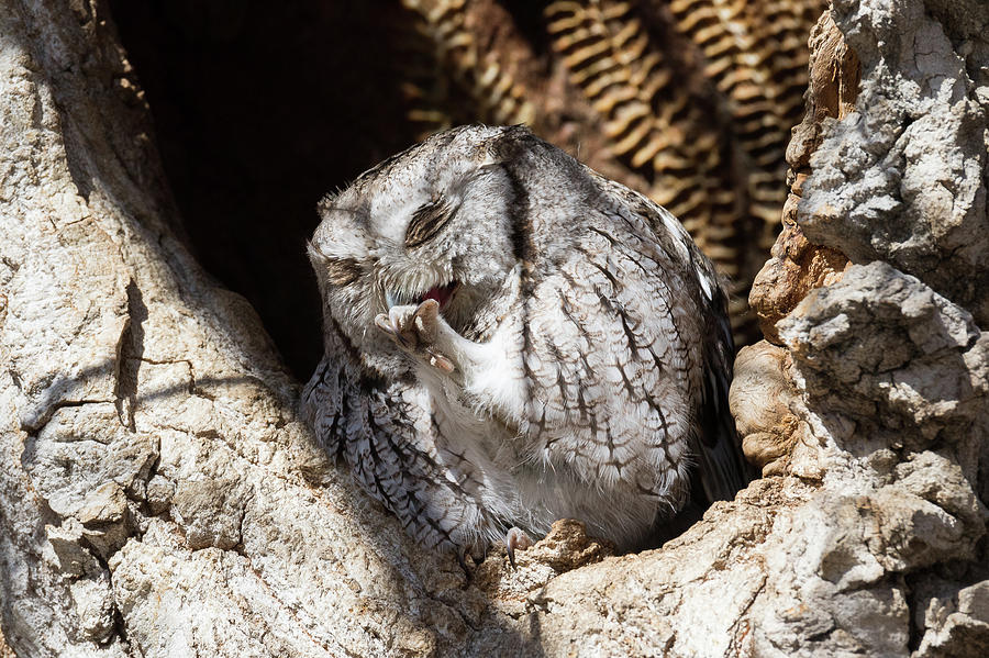 Eastern Screech Owl Preens Photograph by Tony Hake