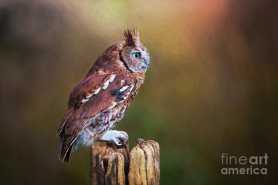 Eastern Screech Owl Red Morph Profile Photograph by Sharon McConnell